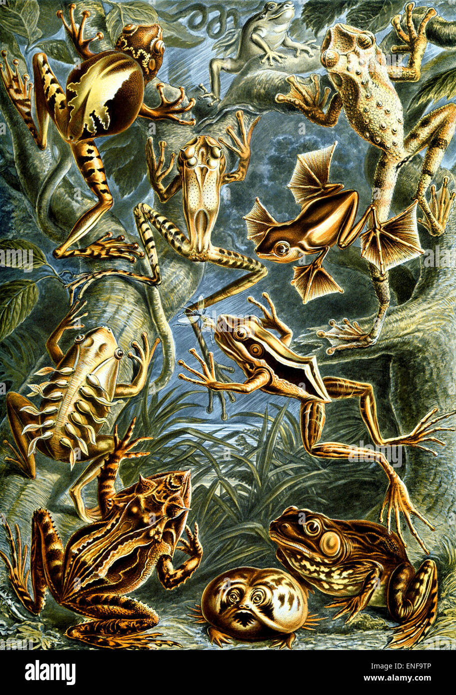 Batrachia (amphibiens), par Ernst Haeckel, 1904 - éditorial uniquement. Banque D'Images