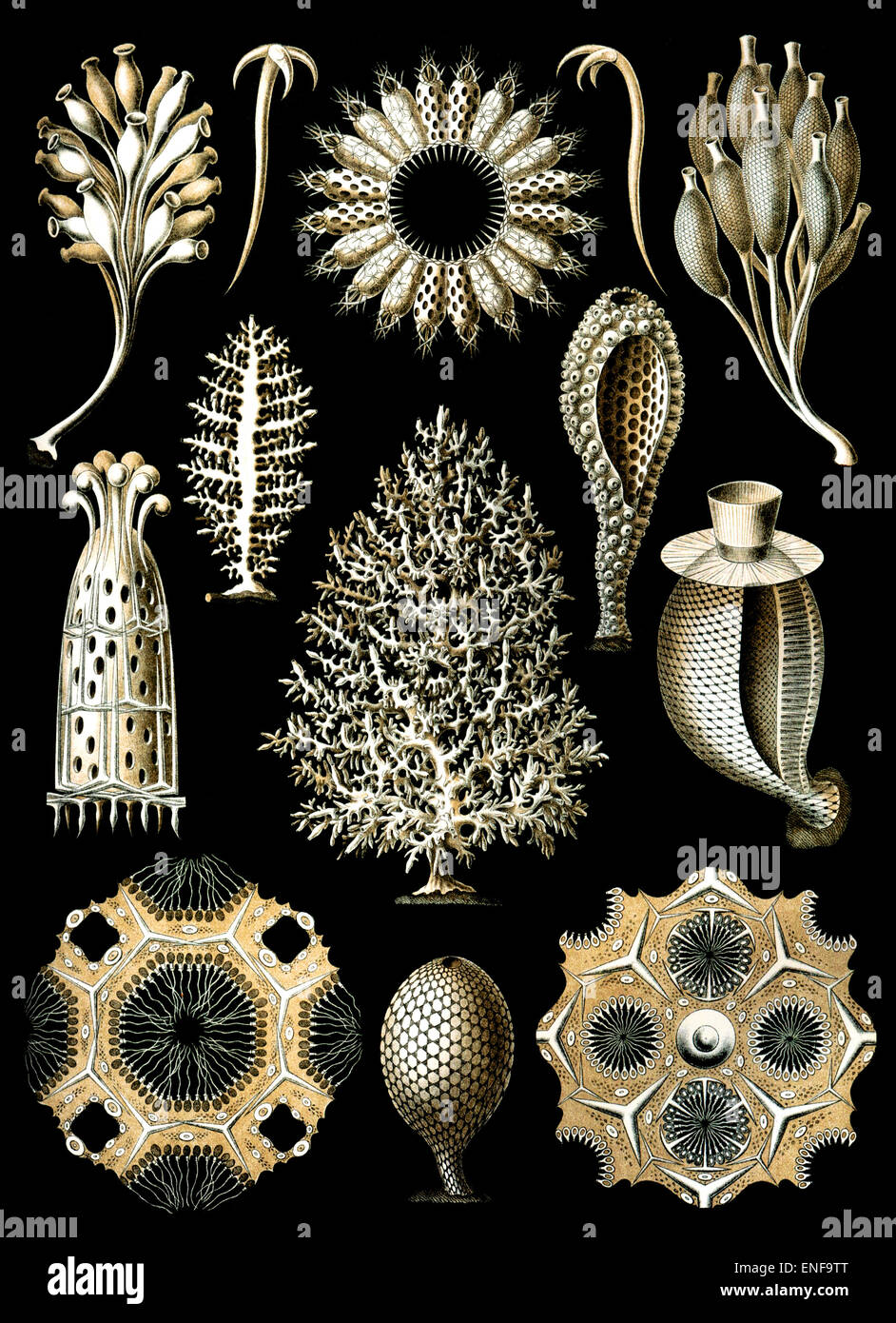 Calcispongiae (éponge calcaire), par Ernst Haeckel, 1904 - éditorial uniquement. Banque D'Images