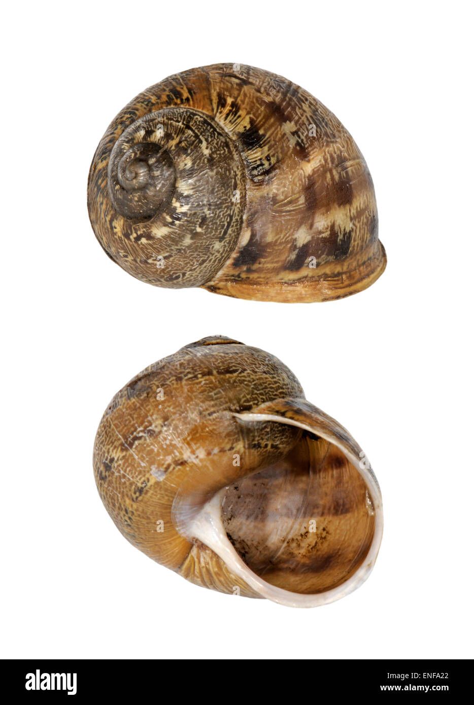Escargot - Cornu aspersum Banque D'Images