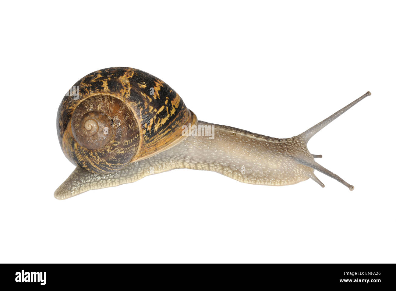 Escargot - Cornu aspersum Banque D'Images