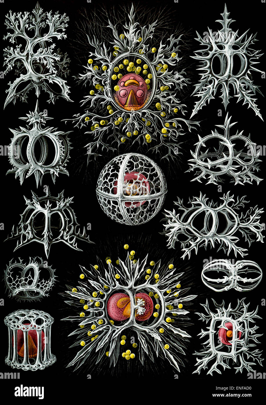 Stephoidea (zooplancton), par Ernst Haeckel, 1904 - éditorial uniquement. Banque D'Images