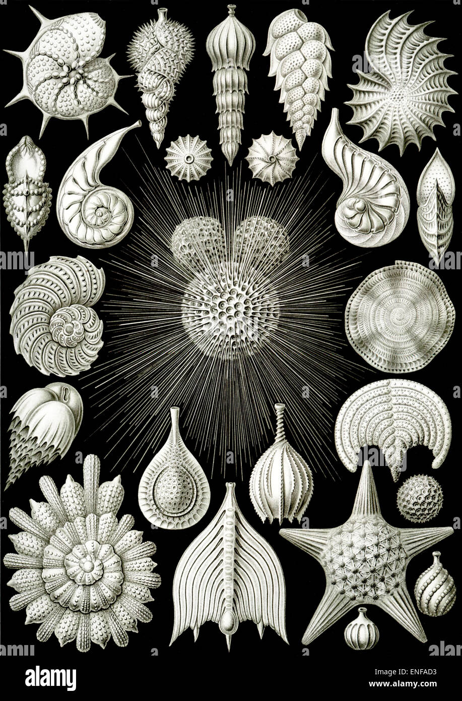 Thalamphora (plancton marin), par Ernst Haeckel, 1904 - éditorial uniquement. Banque D'Images