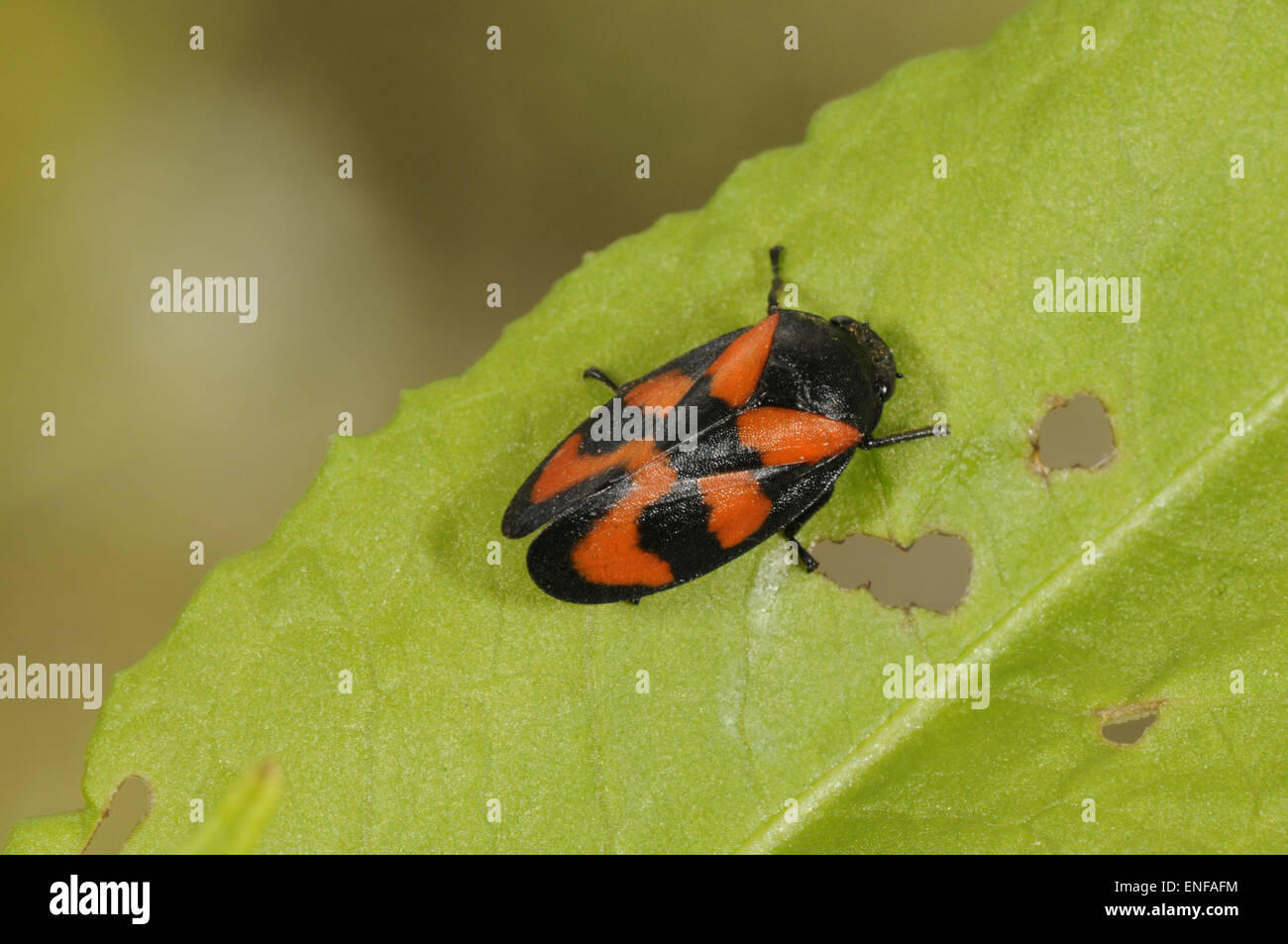 Noir et rouge - froghopper Cercopis vulnerata Banque D'Images