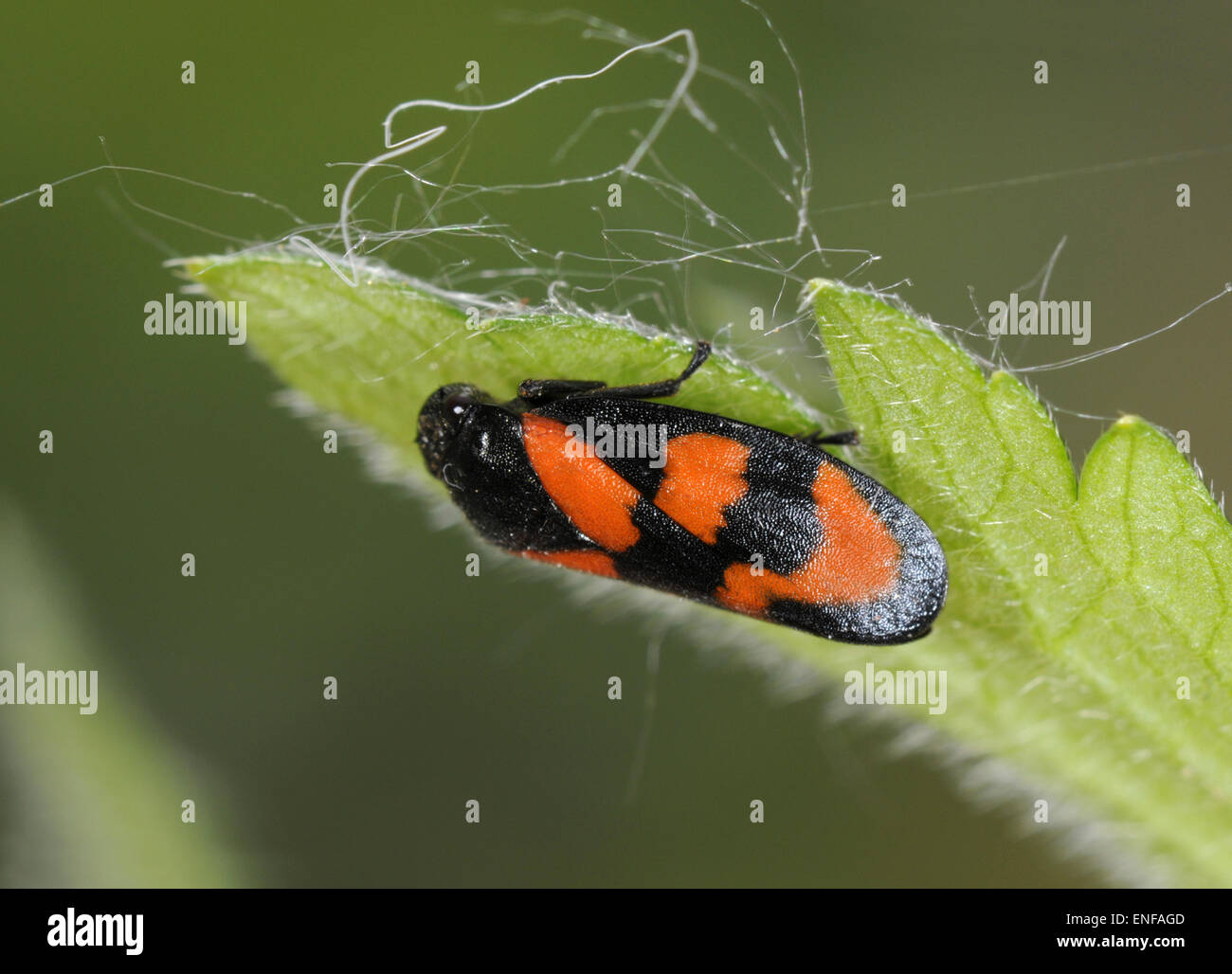 Noir et rouge - froghopper Cercopis vulnerata Banque D'Images