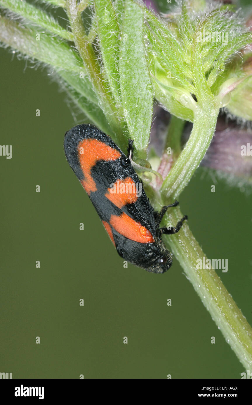 Noir et rouge - froghopper Cercopis vulnerata Banque D'Images