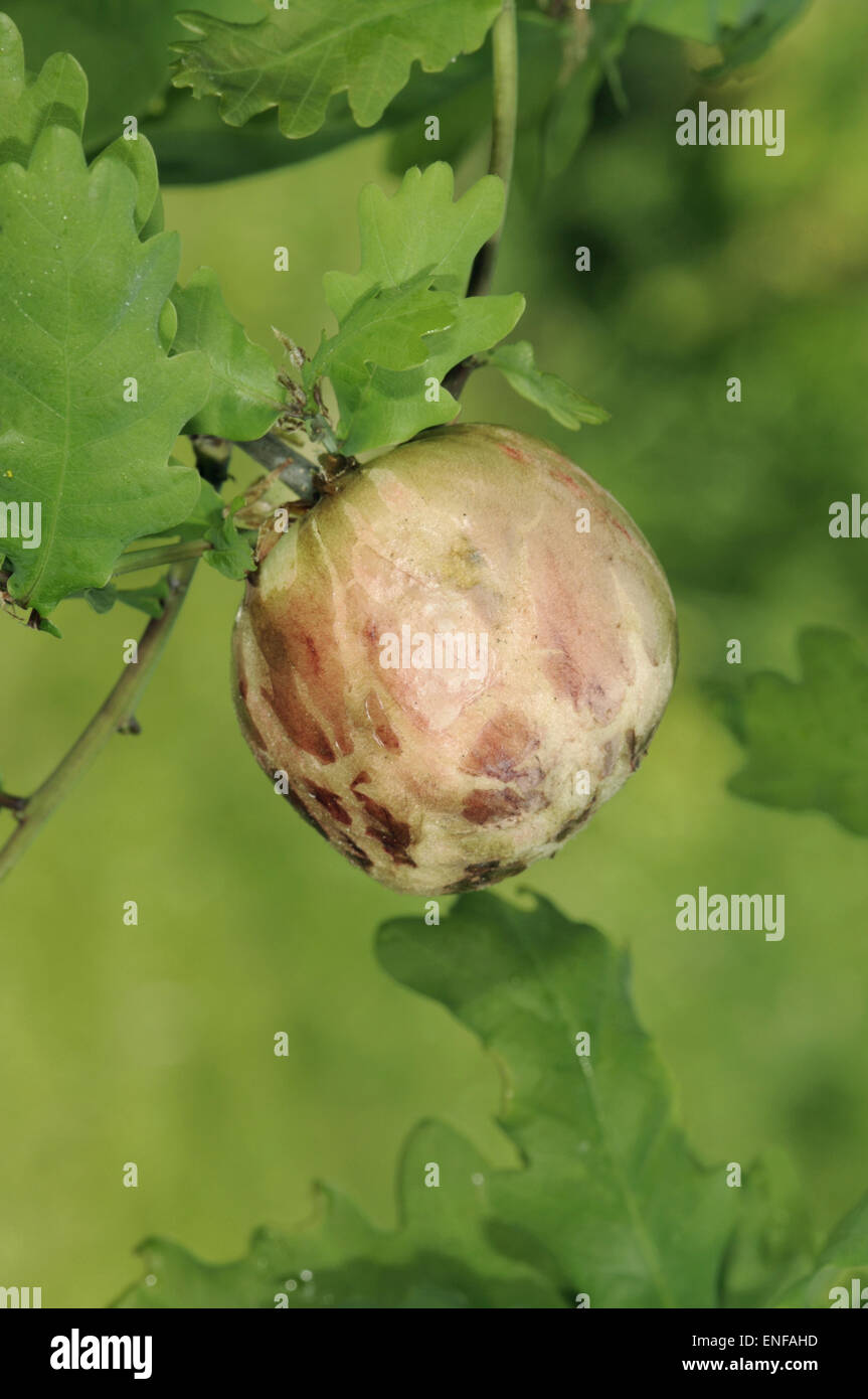 Apple - gall chêne sur chêne pédonculé causé par la guêpe cynapid Biorhiza pallida Banque D'Images