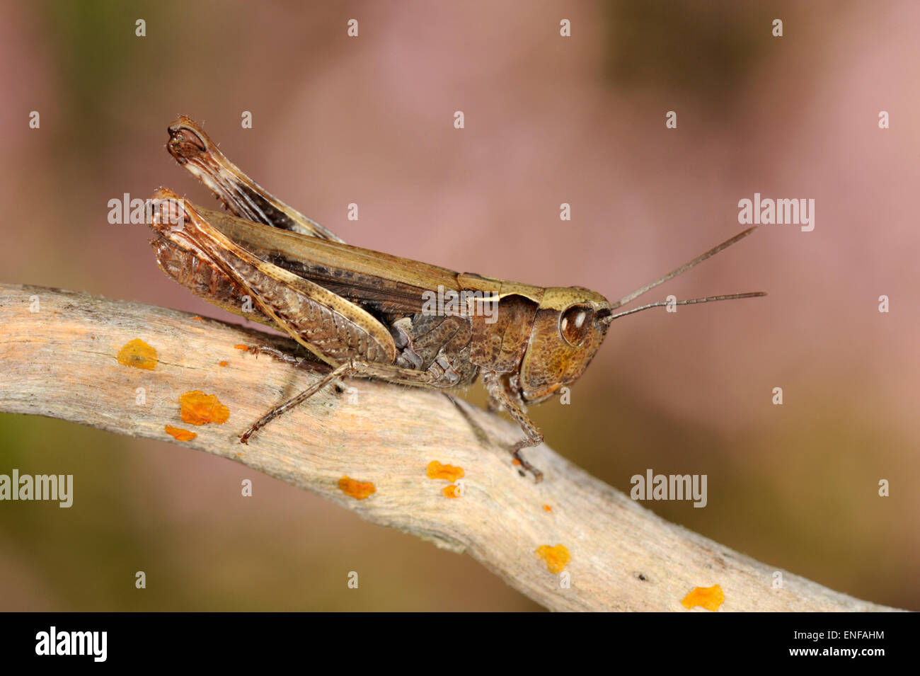 Chorthippus vagans - Heath Grasshopper Banque D'Images