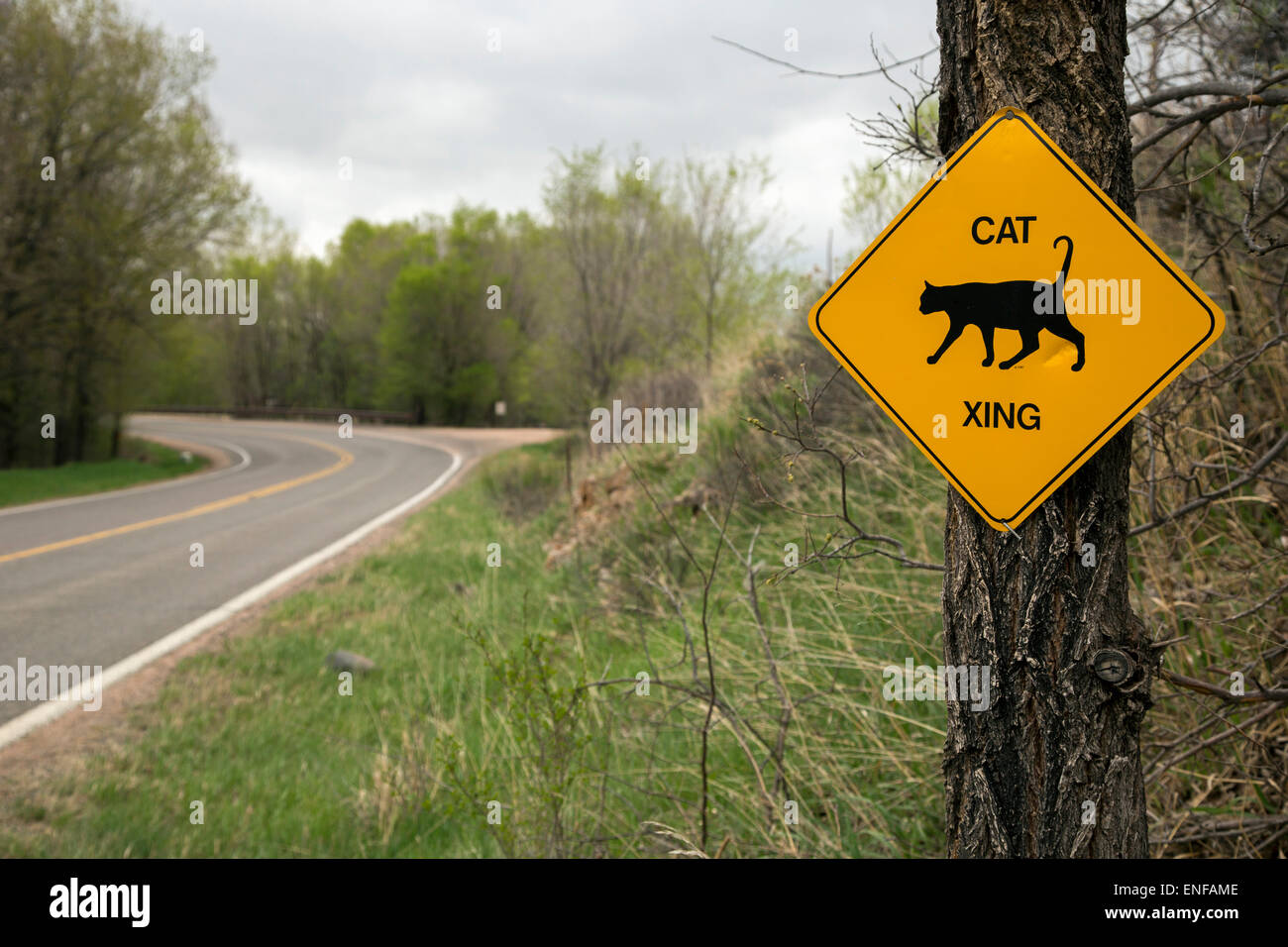 Masonville, Colorado - un signe met en garde les automobilistes à se méfier des chats qui traversent la route. Banque D'Images