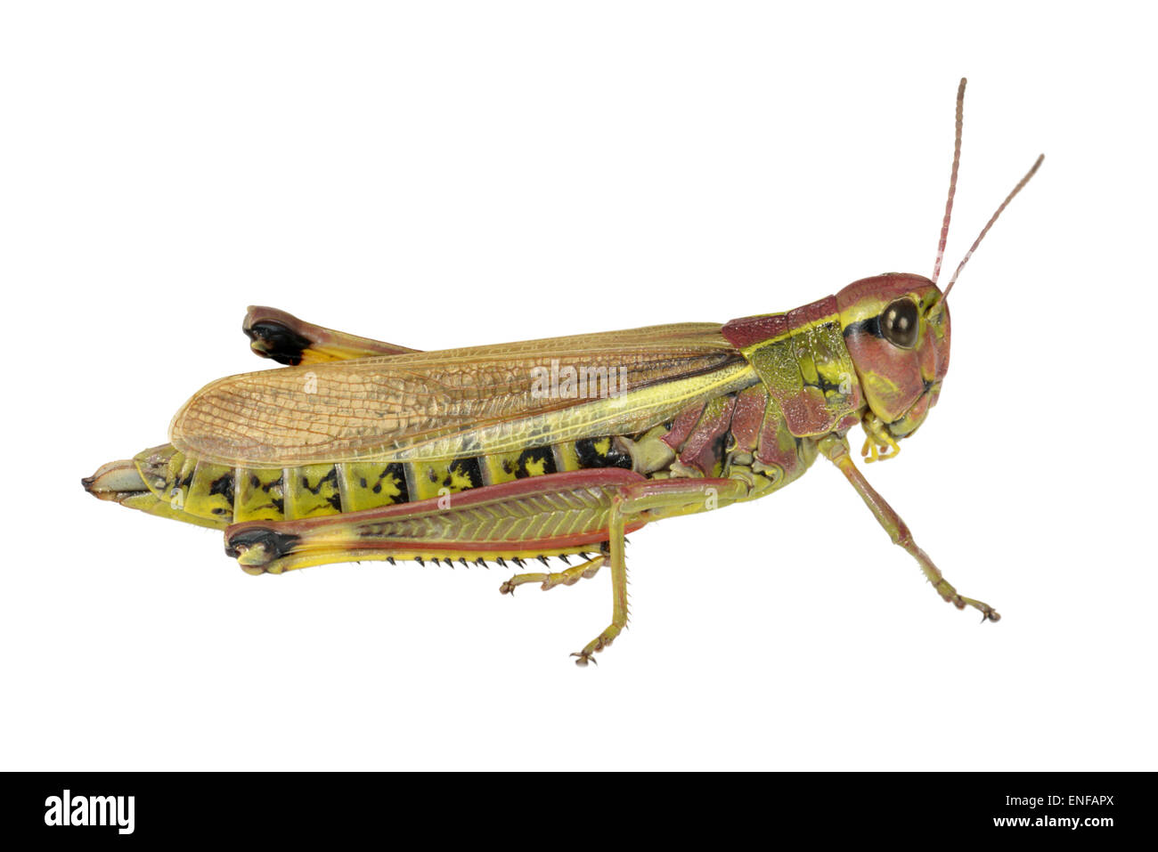 Grand Le Criquet - Stethophyma grossum - femelle Banque D'Images