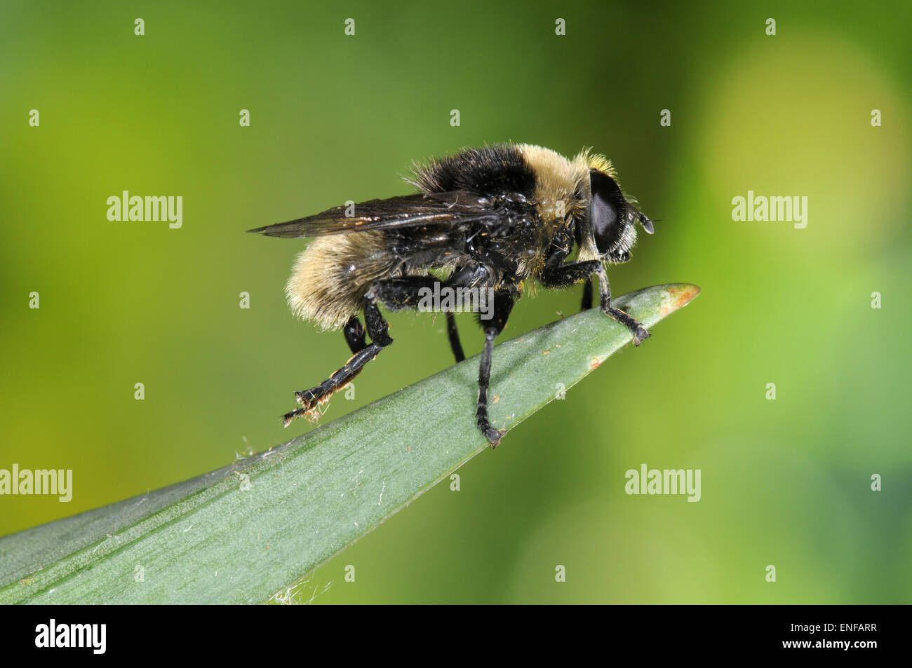 Narcisse Fly - Merodon equestris Banque D'Images