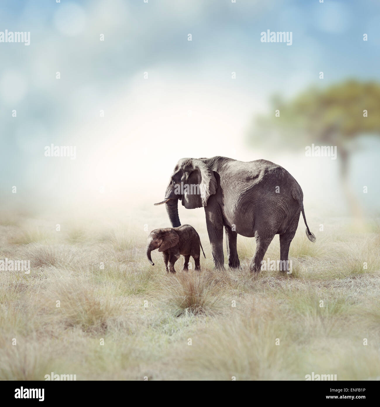 Jeune éléphant avec sa mère Banque D'Images