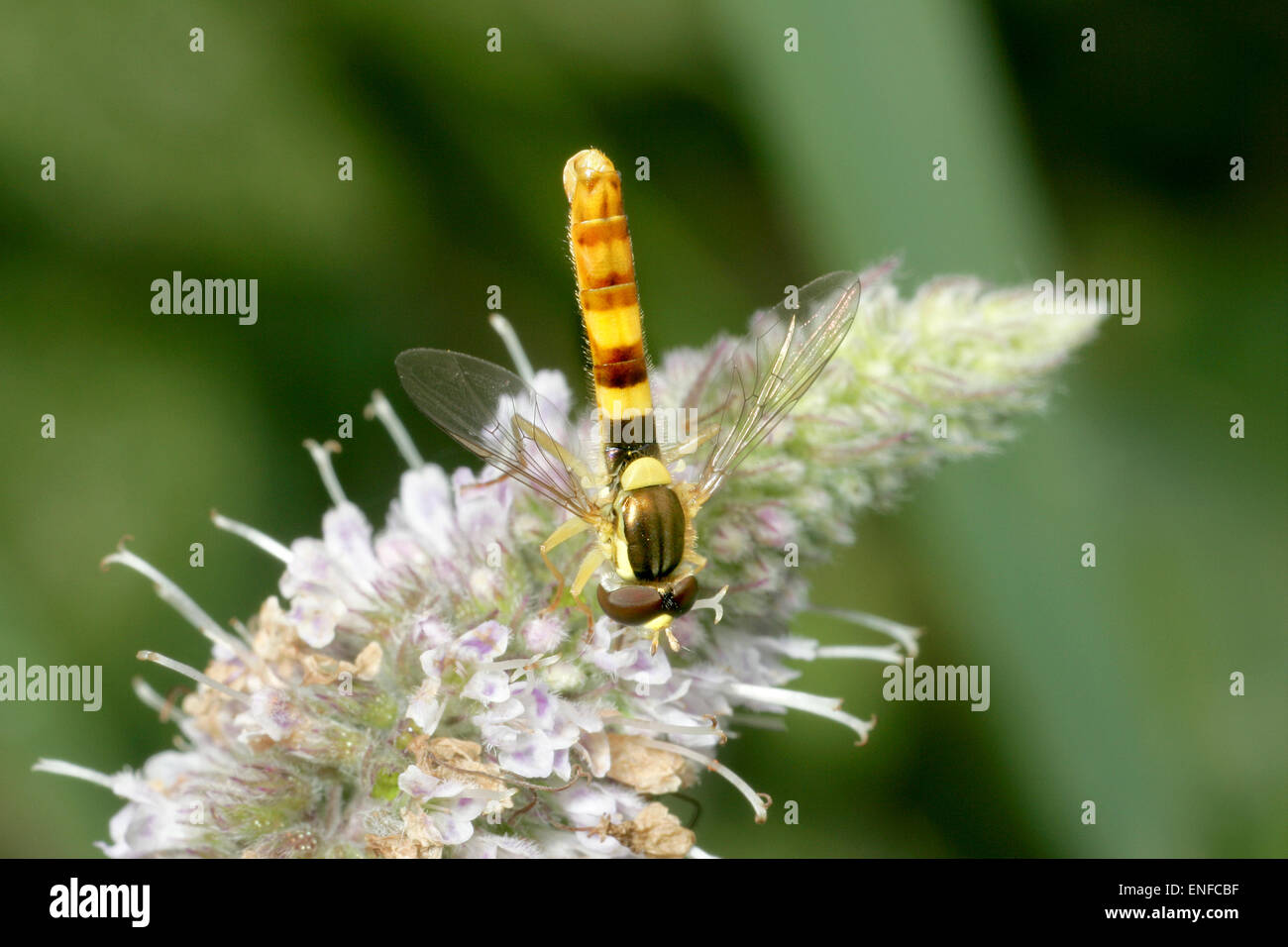 - Sphaerophoria scripta Long Hoverfly Banque D'Images