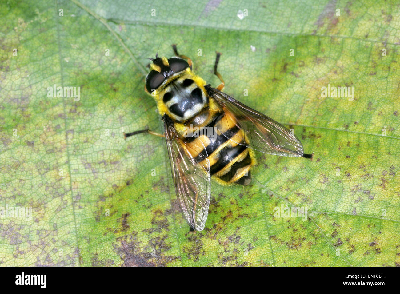 Syrphus vitripennis Banque D'Images