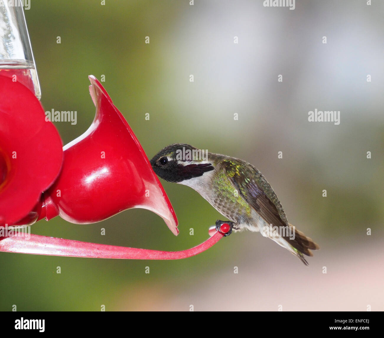 Costa's Hummingbird mâle du convoyeur au Banque D'Images