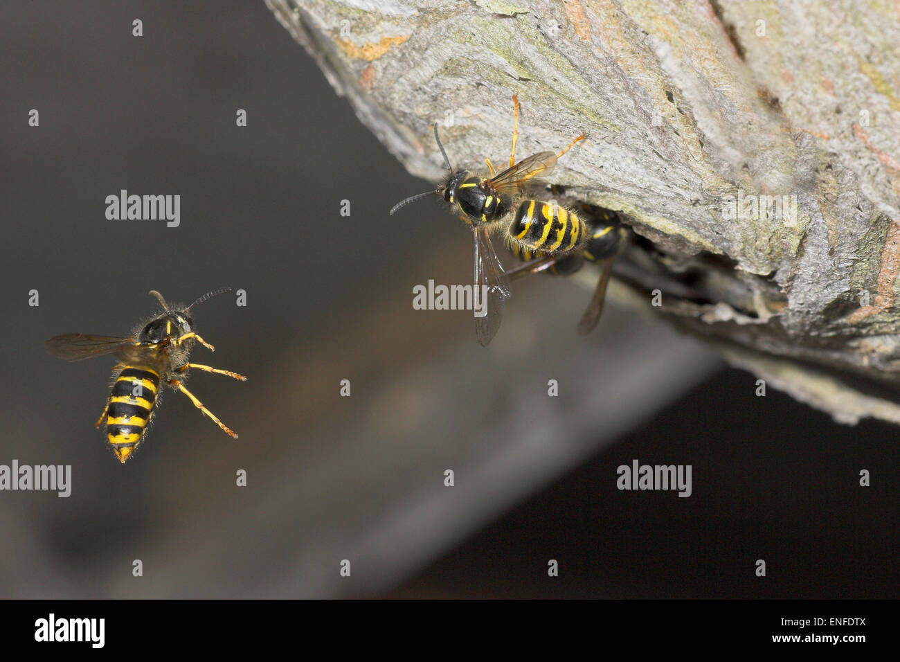 Dolichovespula saxonica Saxon Wasp - Banque D'Images