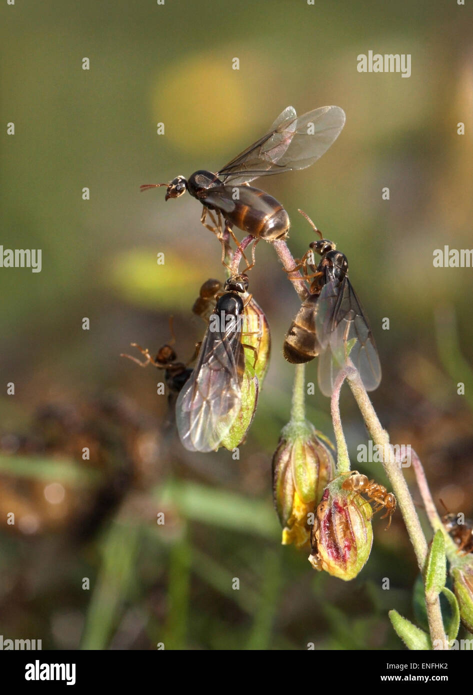 Prairie jaune - Ant Lasius flavus Queens taking flight Banque D'Images