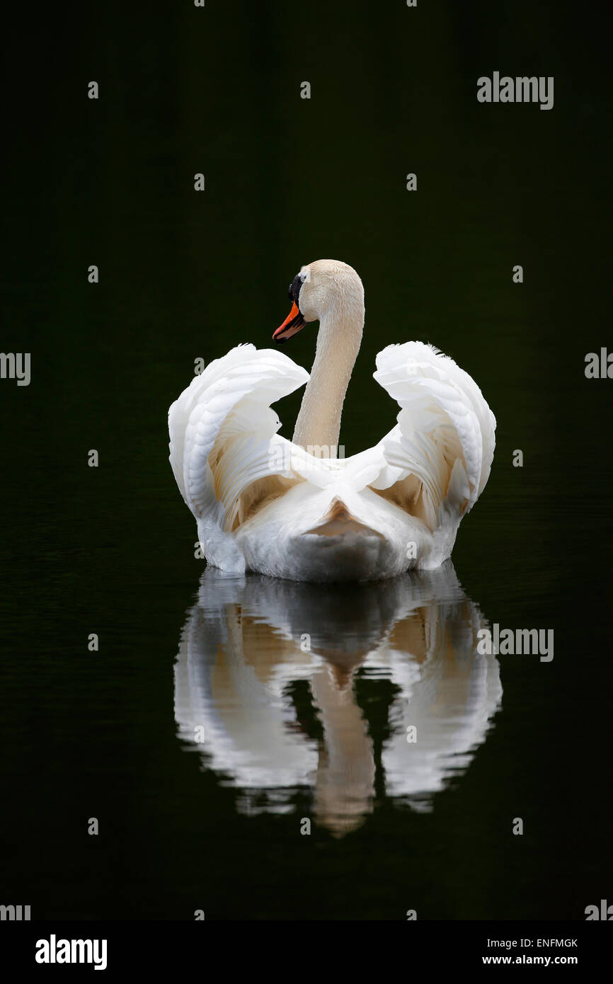 Mute Swan (Cygnus olor) piscine en mode vol, avec reflet dans l'eau, Schleswig-Holstein, Allemagne Banque D'Images