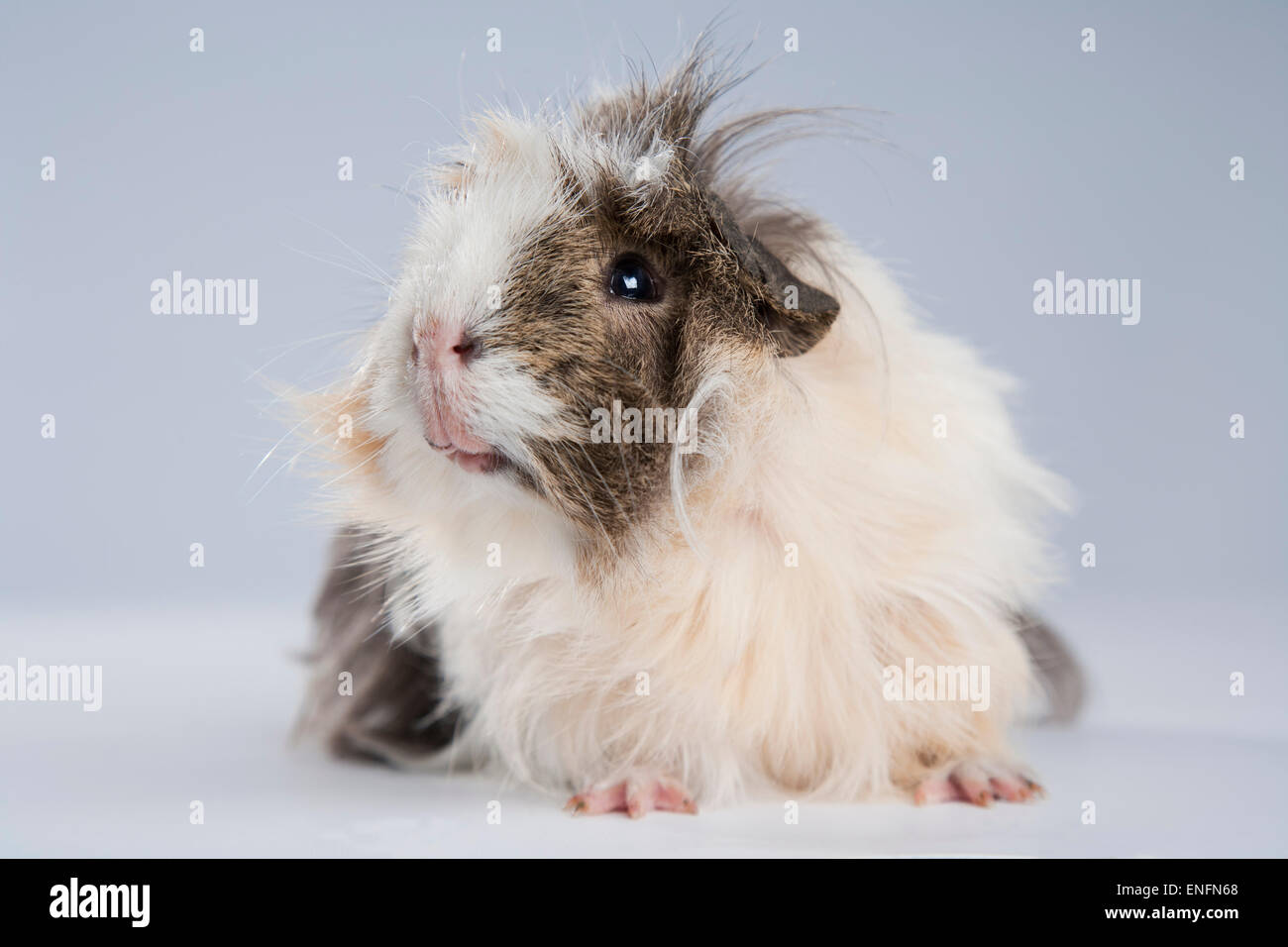 Cobaye (Cavia porcellus domestica), poil long avec fourrure gris blanc Banque D'Images