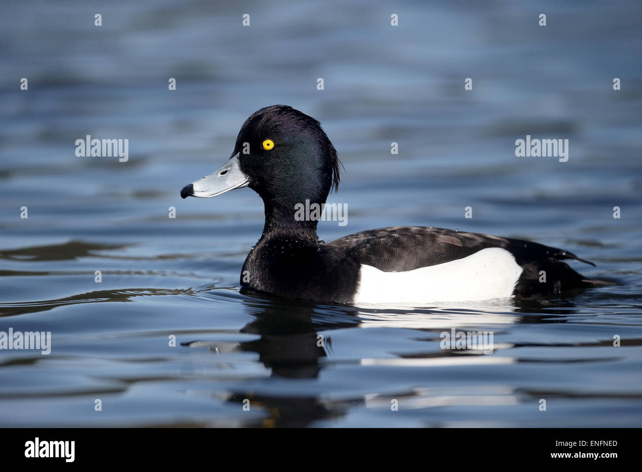 Fuligule morillon Aythya fuligula,, seul mâle sur l'eau, dans le Warwickshire, Avril 2015 Banque D'Images
