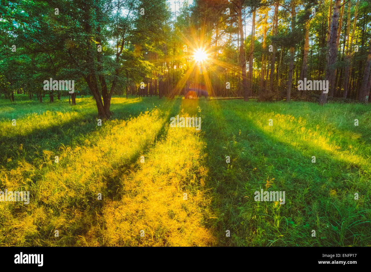 La lumière du soleil en forêt, été la nature. Beaux arbres et herbe verte. Fond Woods Banque D'Images