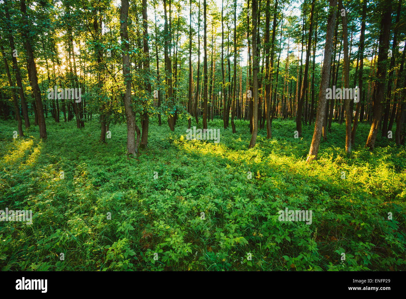 La lumière du soleil en forêt, été la nature. Beaux arbres et herbe verte. Woods l'arrière-plan. Instant tonique libre Banque D'Images