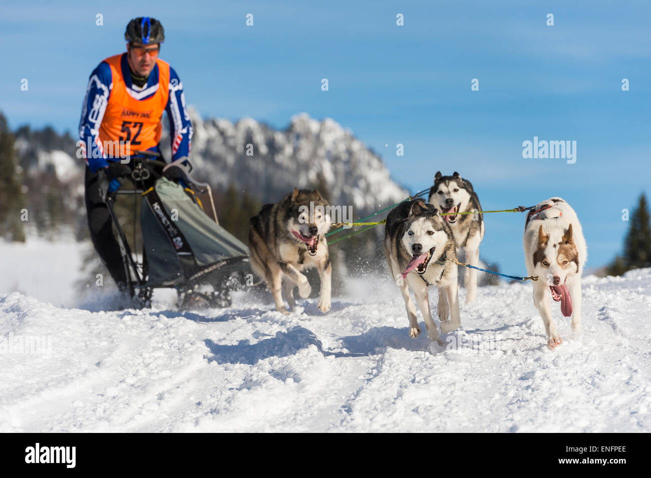 Les courses de chiens de traîneau, l'équipe de chiens de traîneau en hiver paysage, au 93, l'Oberallgäu, Bavière, Allemagne Banque D'Images