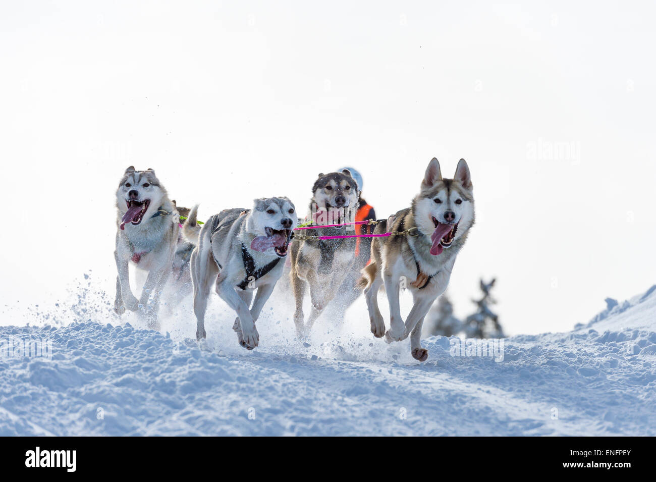 Les courses de chiens de traîneau, l'équipe de chiens de traîneau en hiver paysage, au 93, l'Oberallgäu, Bavière, Allemagne Banque D'Images