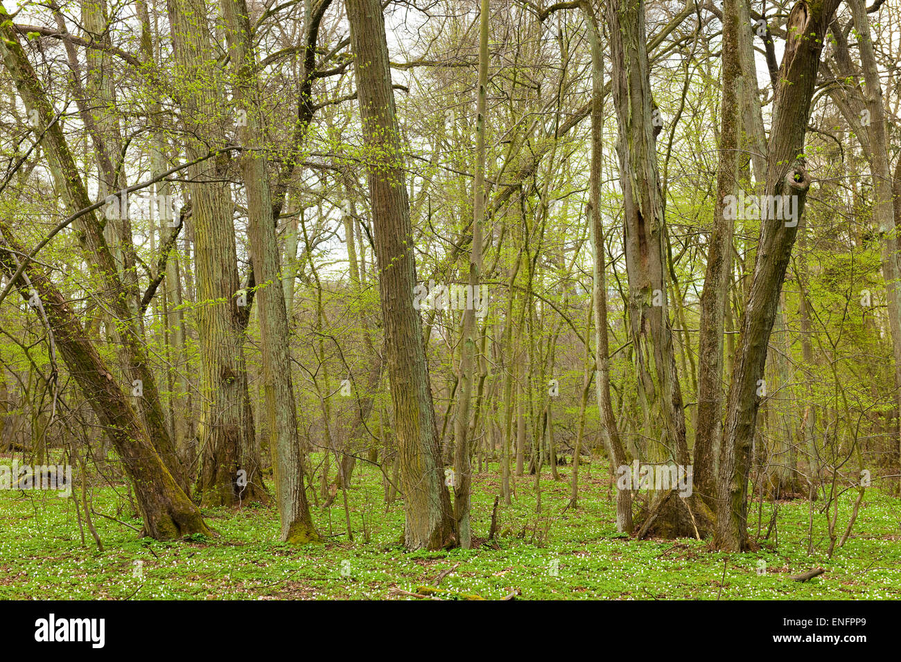 Plus grande forêt de chaux à petites feuilles en Europe centrale (Tilia cordata), Colbitzer Lindenwald réserve naturelle, Saxe-Anhalt, Allemagne Banque D'Images