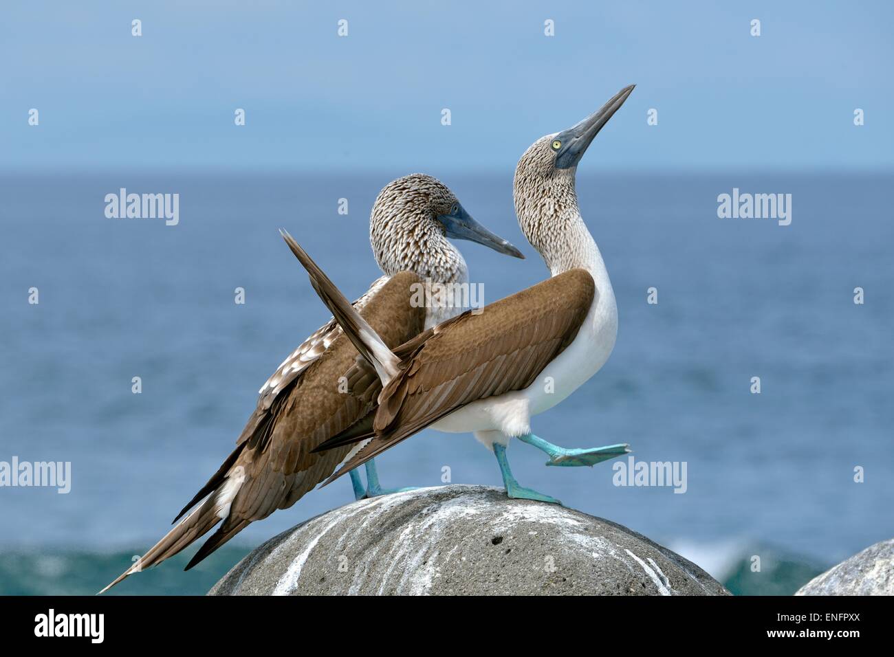 Fou à pieds bleus (Sula nebouxii), de l'île Seymour Nord Galapagos, Equateur, Galapagos, Province Banque D'Images
