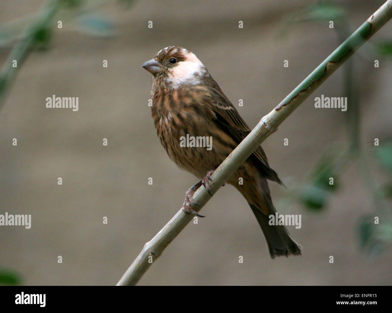 L'Amérique du Nord femelle Roselin familier (Carpodacus mexicanus mexicanus), Haemorhous Banque D'Images