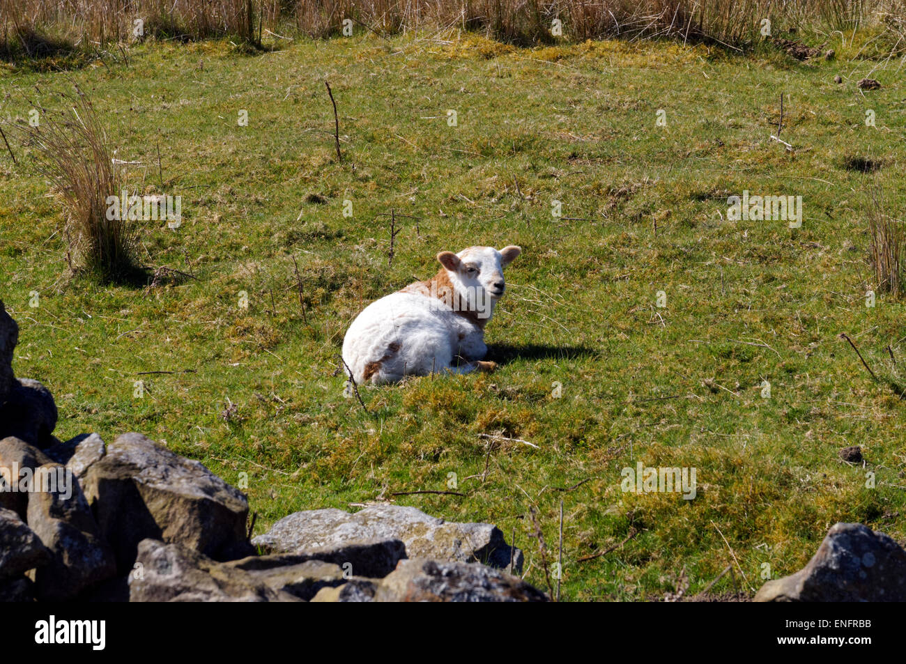 Dans le champ de l'agneau, du Pwll près de Blaenavon, South Wales, UK. Banque D'Images