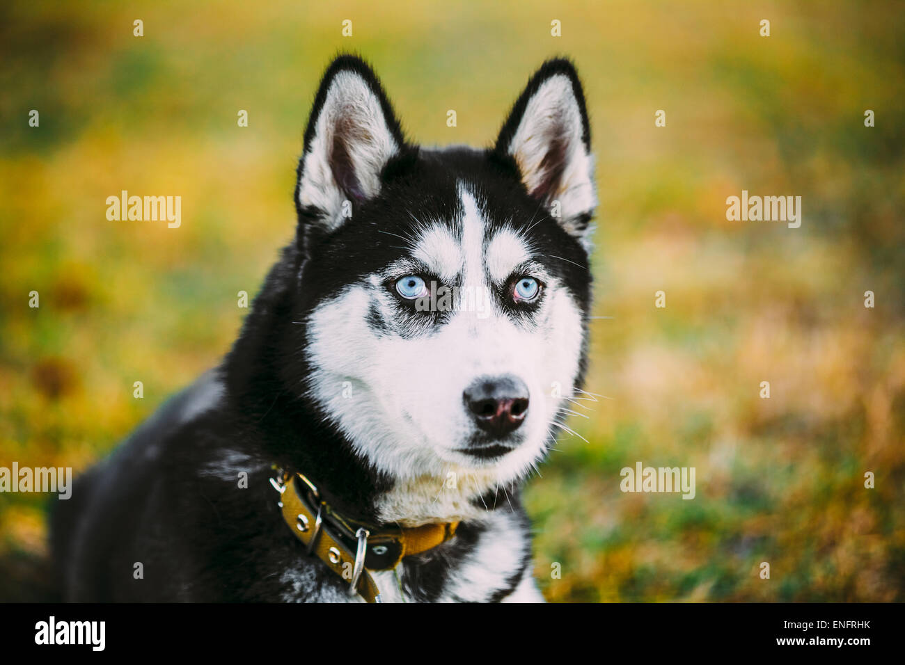 Les jeunes heureux chiot Husky Eskimo Dog Sitting in Grass Outdoor Banque D'Images