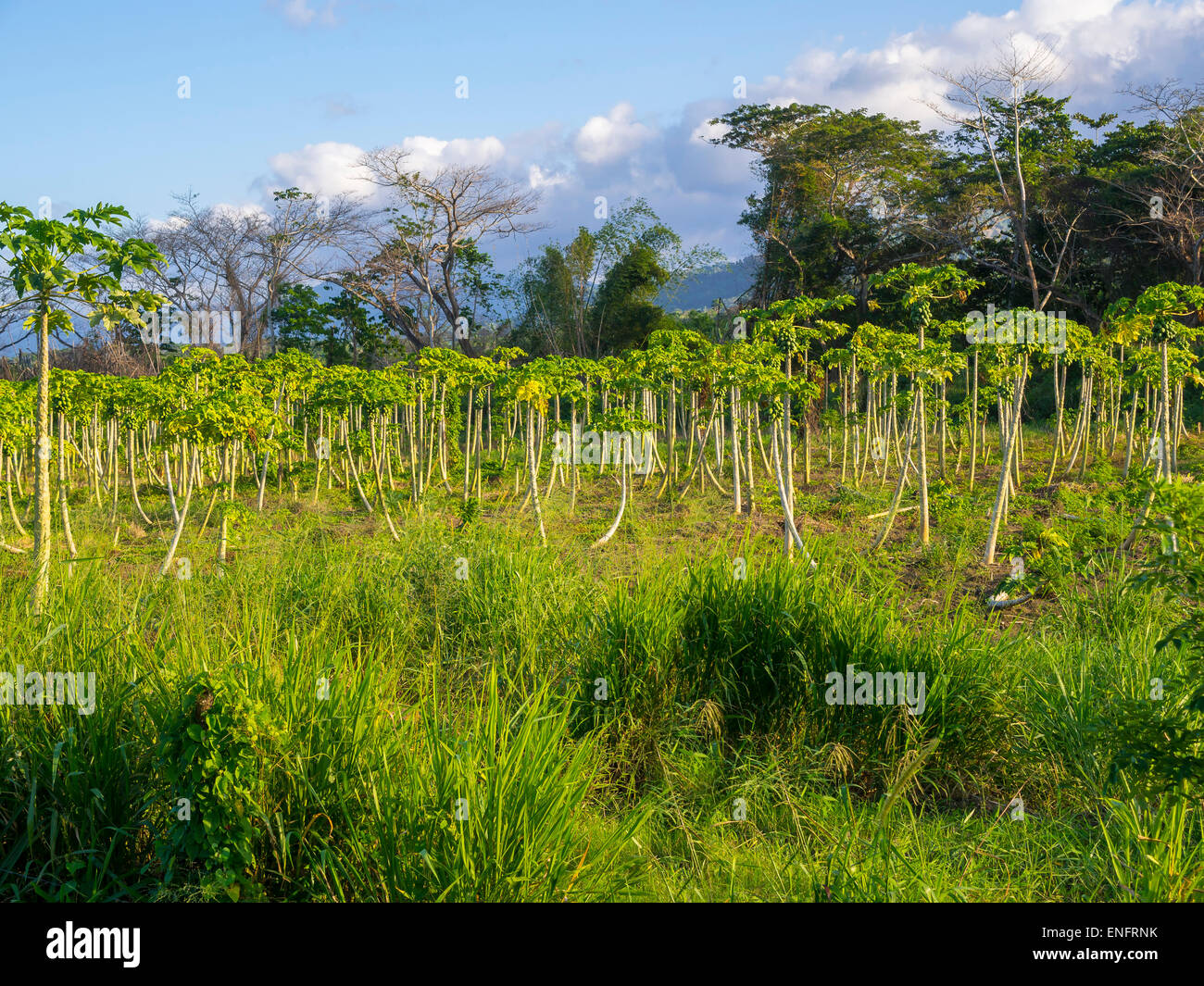 La papaye (Carica papaya) plantation, Jack's rock, Saint Mary, Jamaïque Banque D'Images