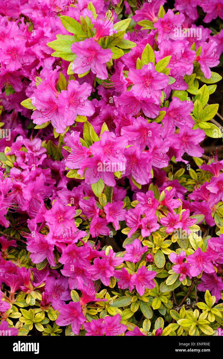 Rhododendron Rhododendron rose fleurs (sp), Nordrhein-Westfalen, Allemagne Banque D'Images