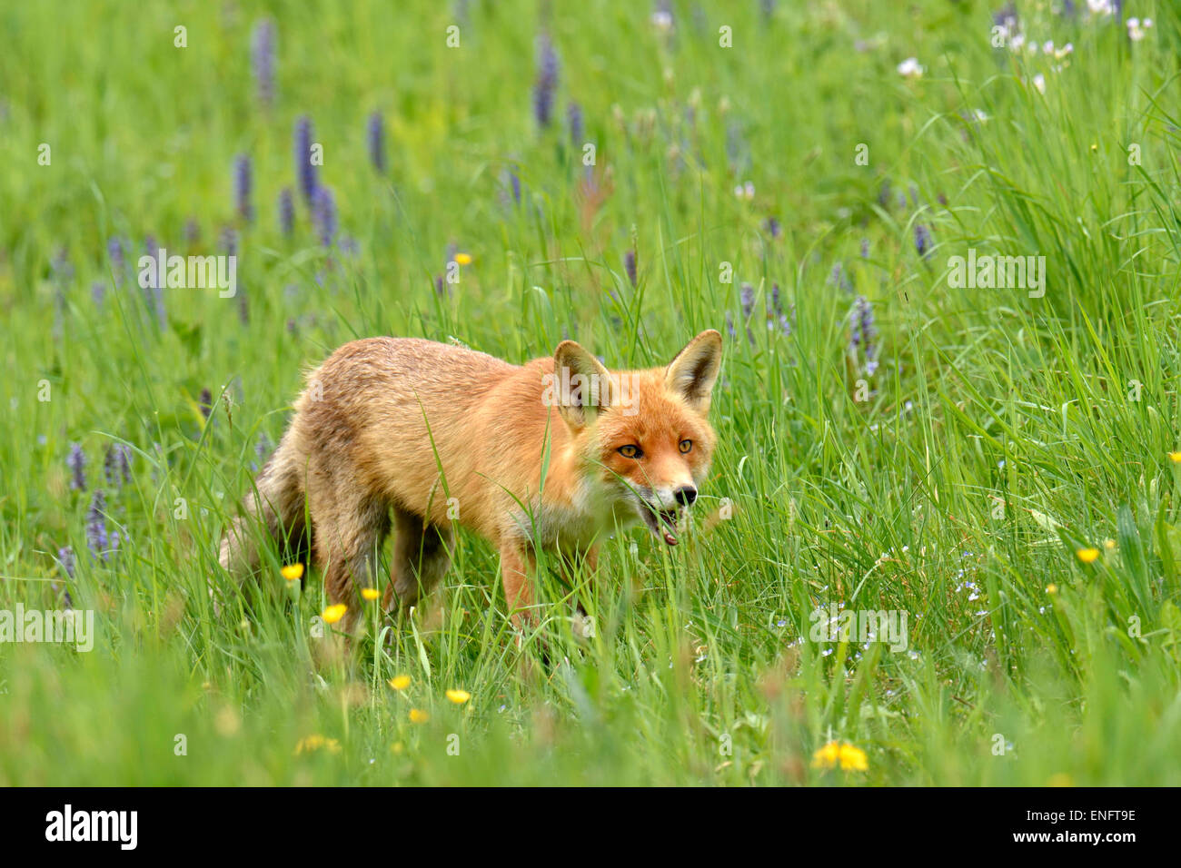 Le renard roux (Vulpes vulpes) marche à travers les hautes herbes, Canton de Zurich, Suisse Banque D'Images