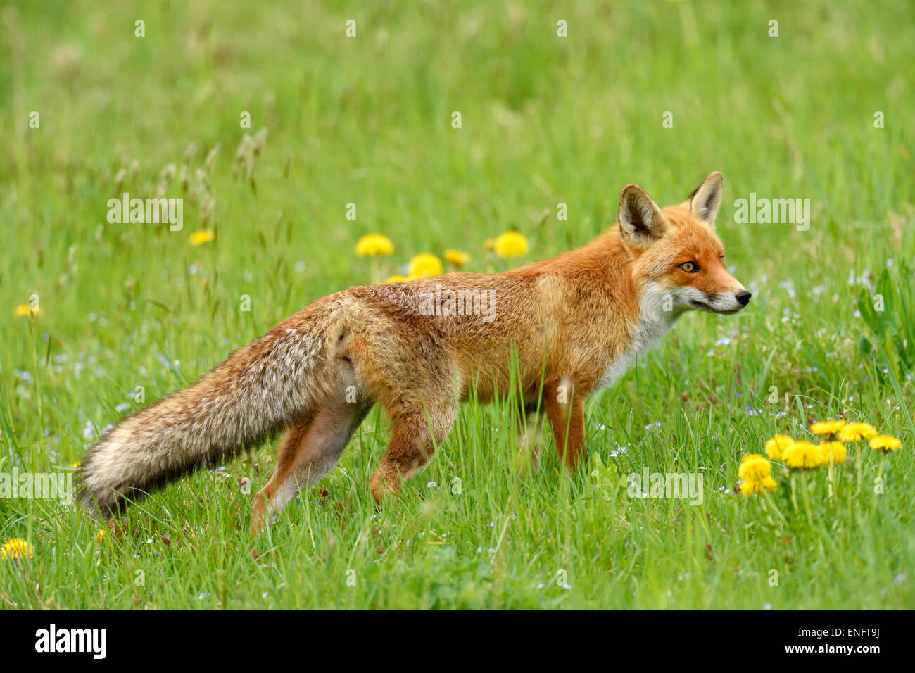 Le renard roux (Vulpes vulpes), Canton de Zurich, Suisse Banque D'Images