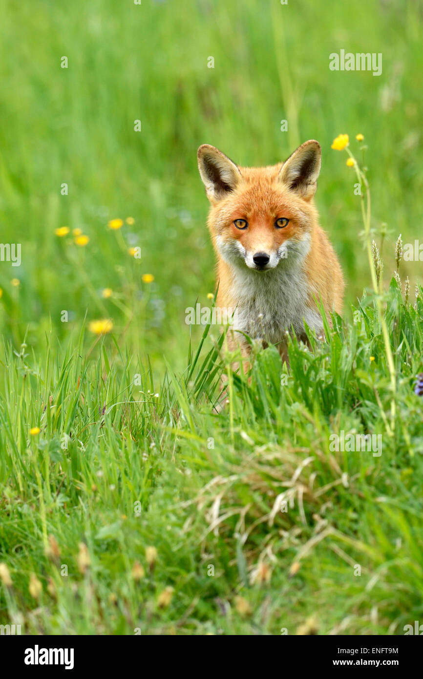 Le renard roux (Vulpes vulpes), Canton de Zurich, Suisse Banque D'Images