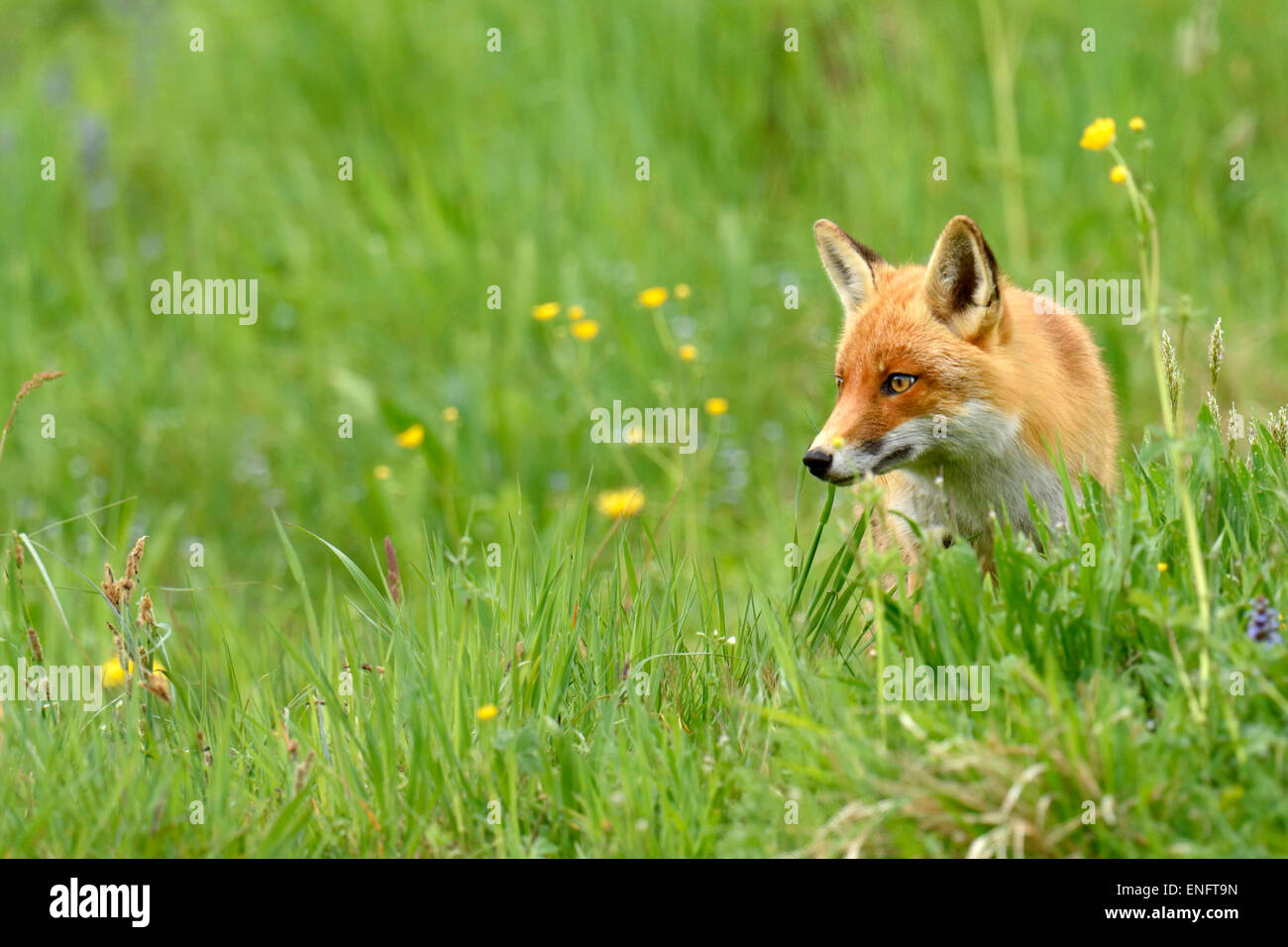 Le renard roux (Vulpes vulpes), Canton de Zurich, Suisse Banque D'Images