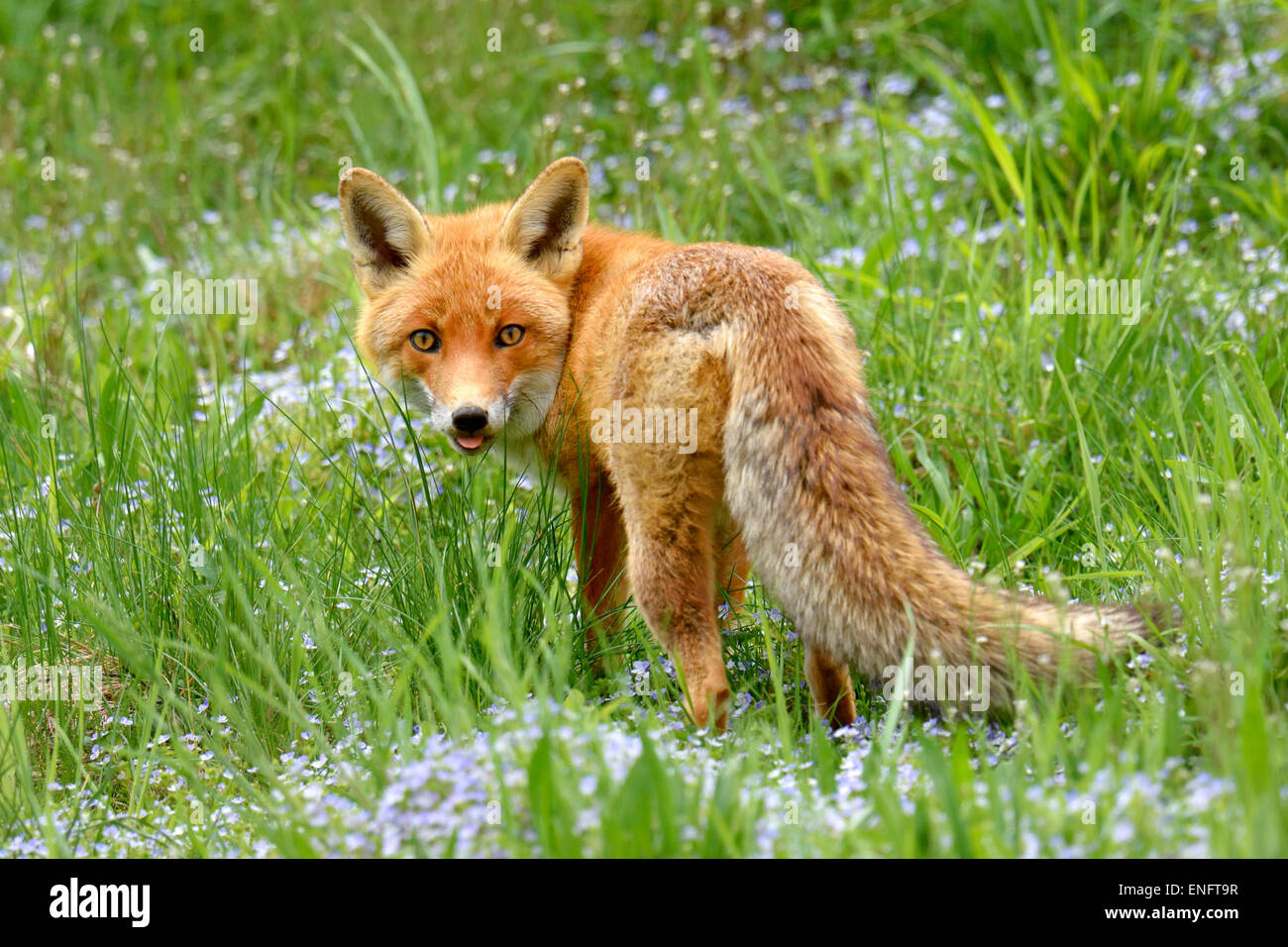 Le renard roux (Vulpes vulpes) dans une prairie de fleurs, Canton de Zurich, Suisse Banque D'Images