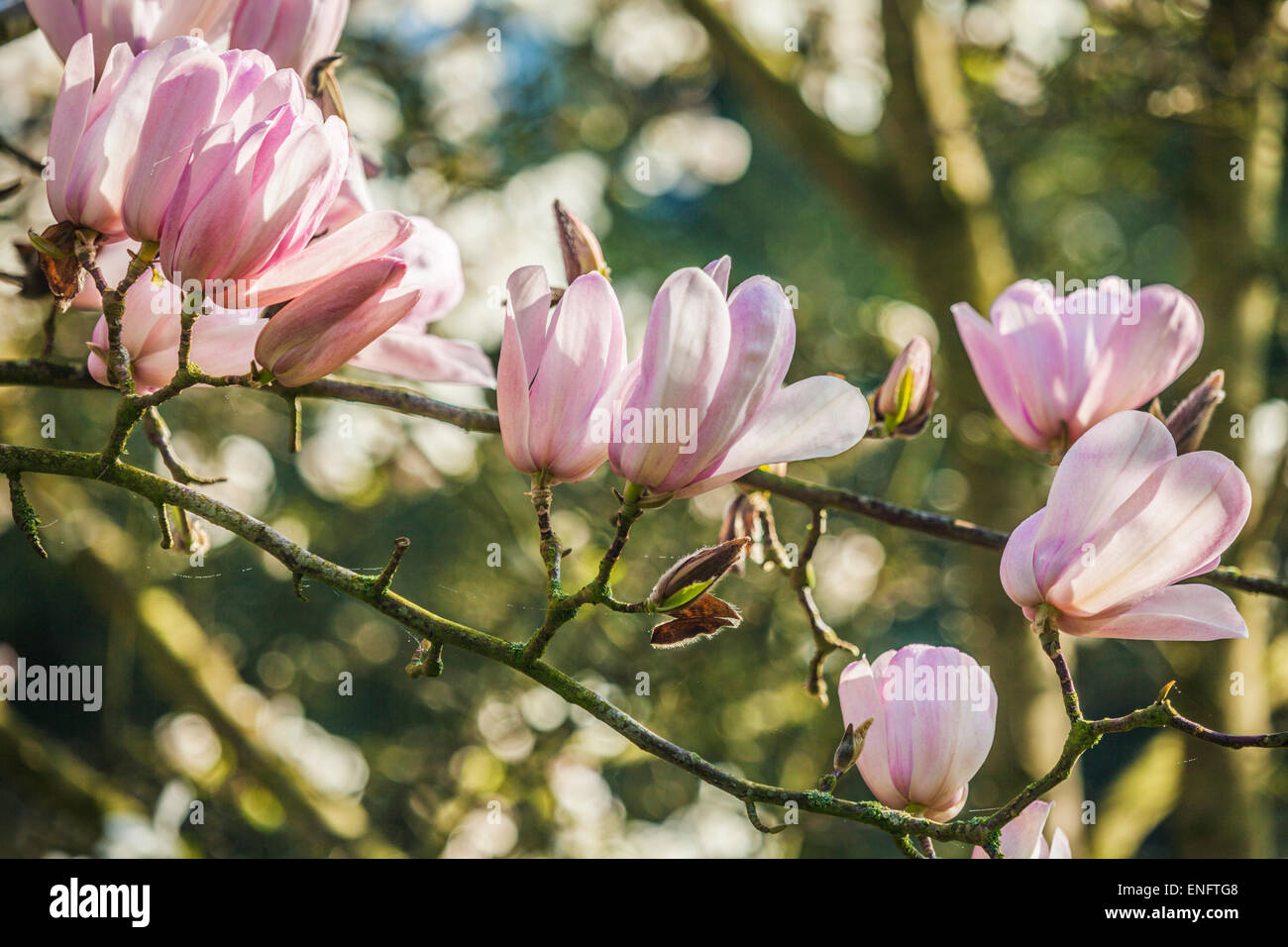 Magnolia fleurs à Bowood House dans le Wiltshire. Banque D'Images