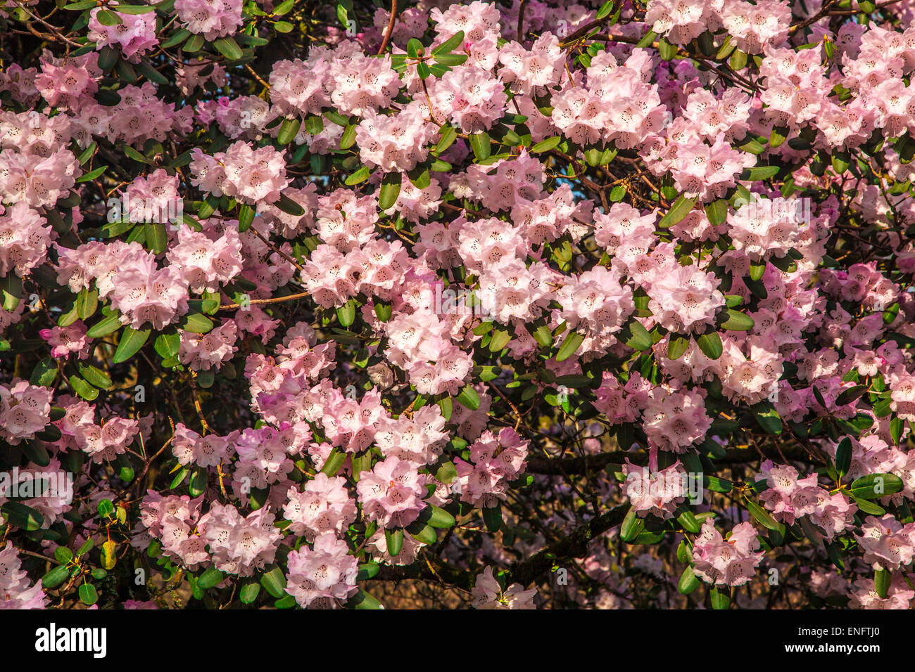 Rhododendron oreodoxa var. fargesii au Bowood Estate dans le Wiltshire. Banque D'Images