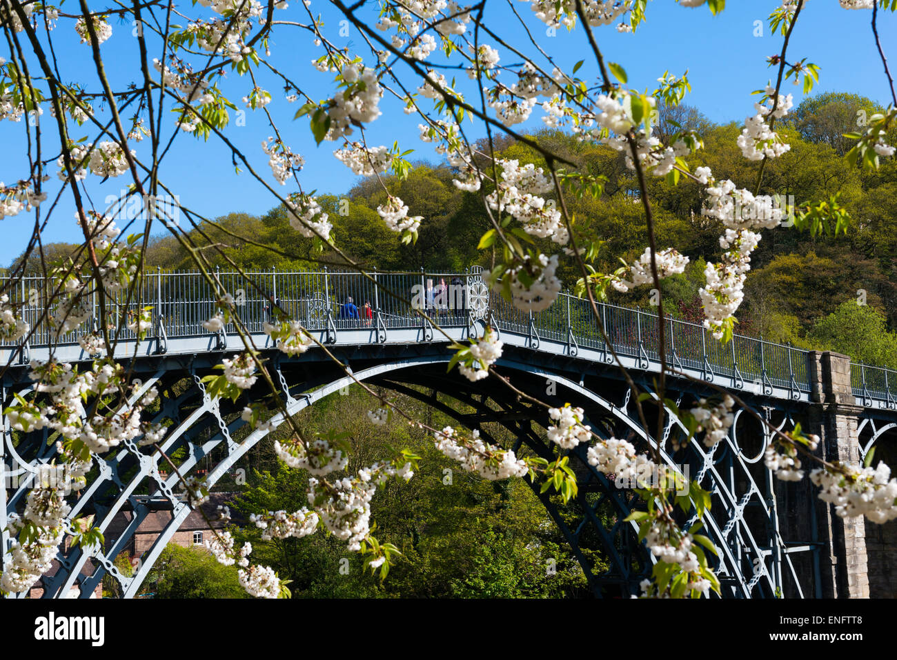 Fleur de printemps à Ironbridge, Shropshire, Angleterre. Banque D'Images