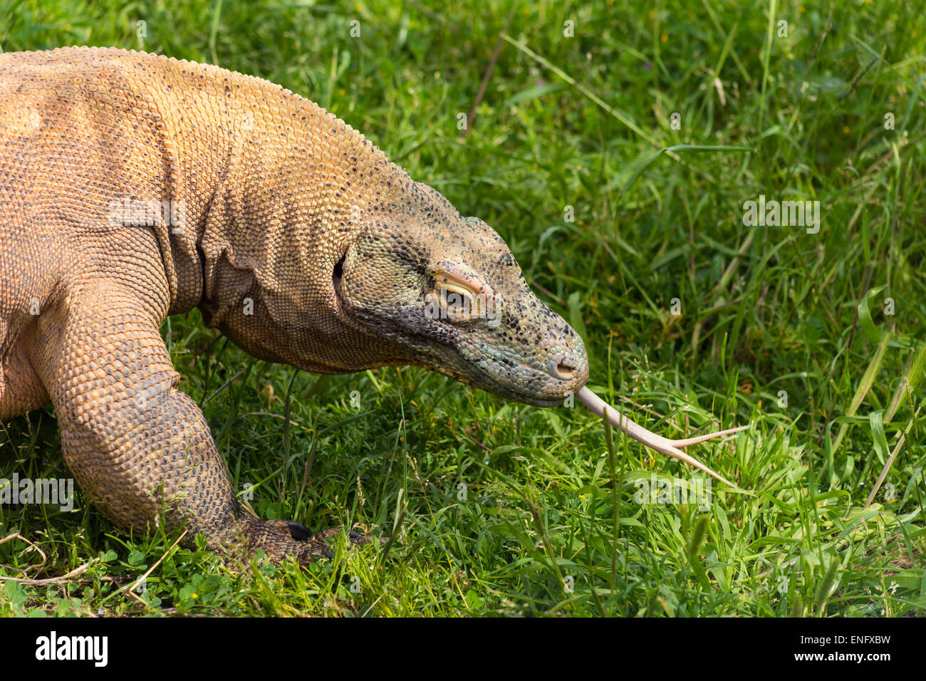 Dragon de Komodo en Attique zoo Banque D'Images