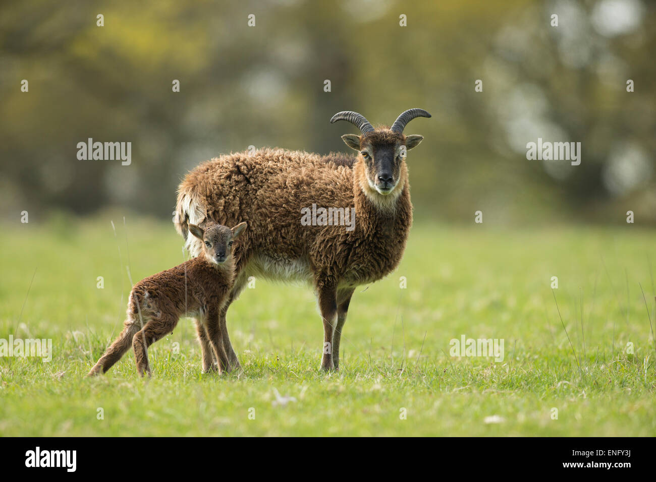 Mère de Soay et Agneau Banque D'Images