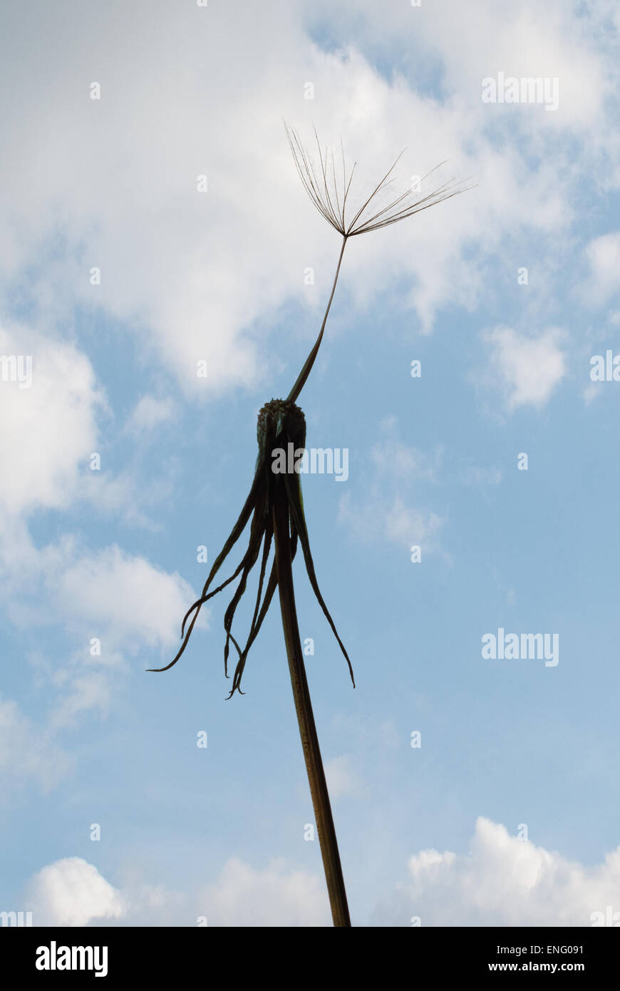 Seul lonely dernière tête de semences sur la vieille fleur de pissenlit en attente d'être arrachée et ses tous sur une Banque D'Images