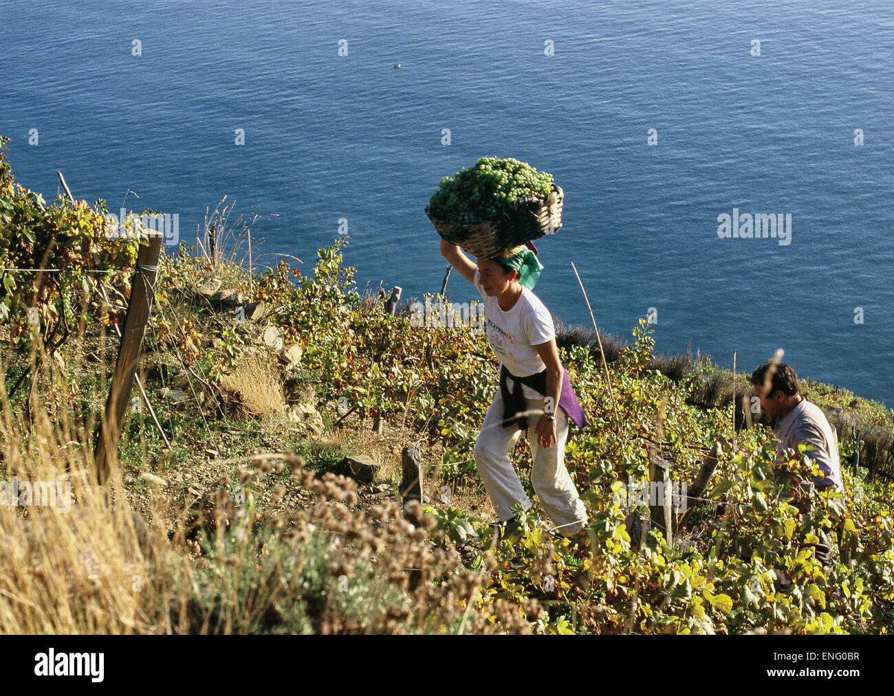 Au cours de la récolte dans la mer cinqueterre, ligurie, italie Banque D'Images