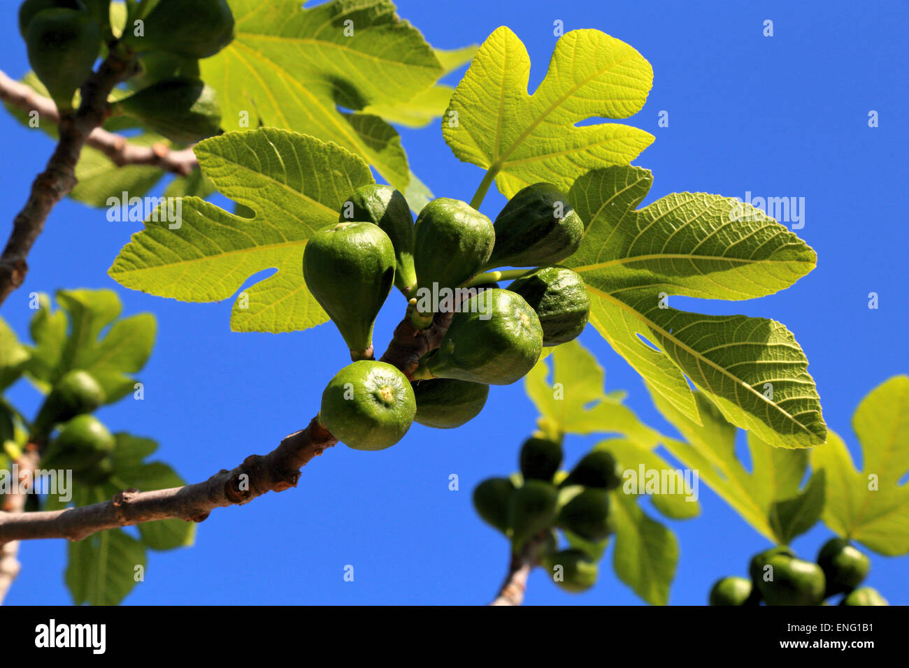 Figues (Ficus carica) arbre figuier Banque D'Images