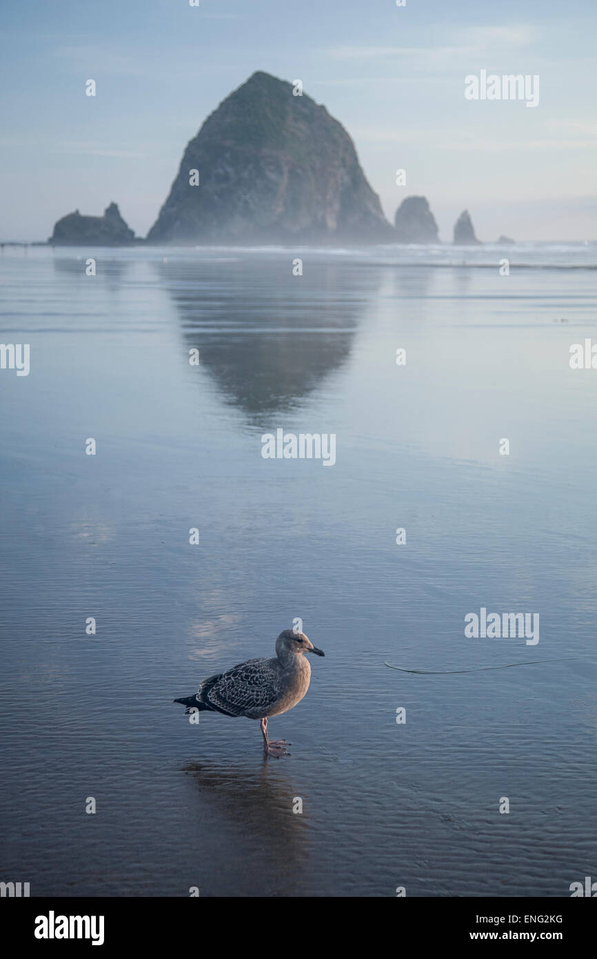 Seagull près de Haystack Rock reflétant dans l'océan, Cannon Beach, Oregon, United States Banque D'Images