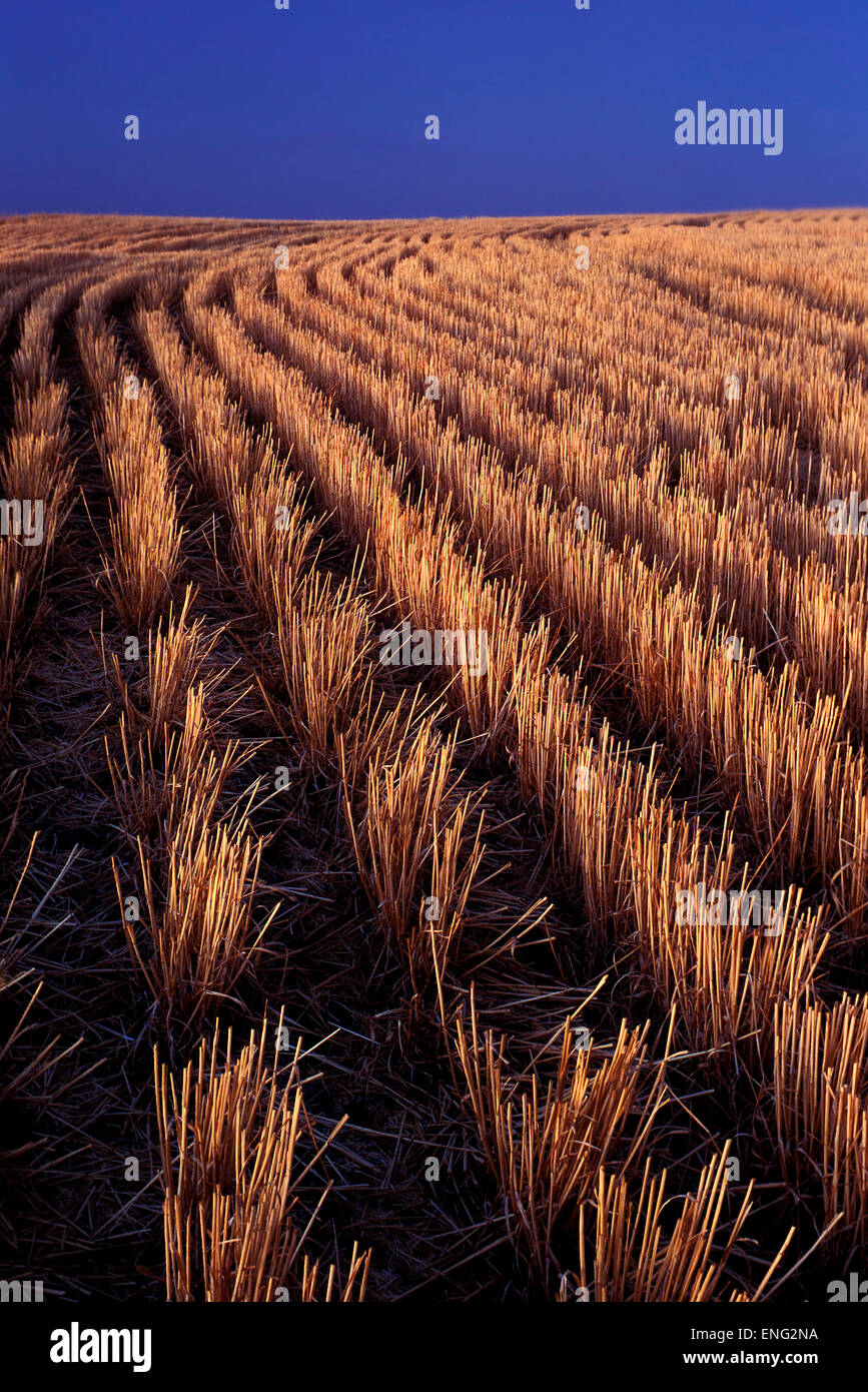 Lignes d'orge récoltés in farm field Banque D'Images