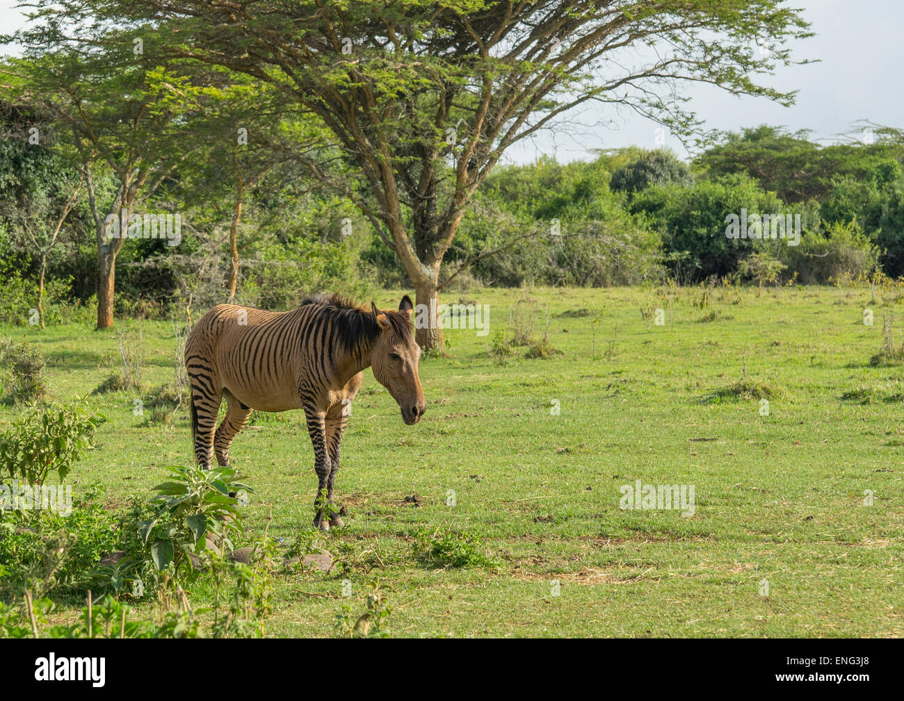 Hybride Zebroid Croisement entre un cheval et un zèbre à l'orphelinat pour animaux Mont Kenya Laikipia, comté, Mont Kenya, Kenya Banque D'Images